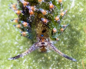 Costaciella Ocillifera