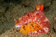Ceratosoma tenue nudibranch laying eggs. Photographed in Ambon, Indonesia.