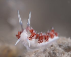 Flabellia dushia