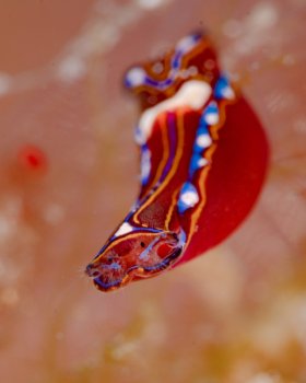Leech Aglaja