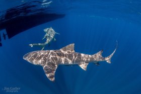 Lemon Sharks, Jupiter