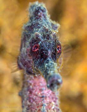 Sea horse, Blue Heron Bridge