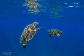 Mating Green Turtles, Fourth Window, Palm Beach