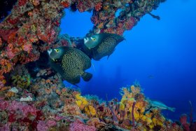 French Angelfish, Spiegel Grove, Key Largo