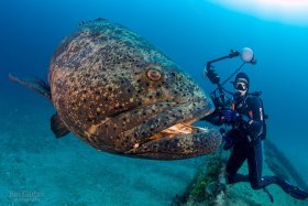 Goliath Grouper, Jupiter