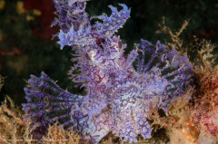 Gorgeous weedy scorpionfish (Rhinopias frondosa). Ambon is known for its variety of Rhinopias; two species and multiple colors were there when we were (October 2015). Photographed in Ambon, Indonesia.