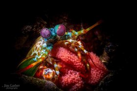 Peacock Mantis Shrimp with Eggs, Anilao