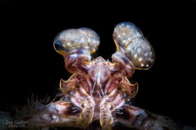 Mantis Shrimp, Blue Heron Bridge