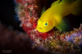 Lemon Goby, Anilao