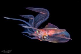 Squid, Black Water Dive, Palm Beach