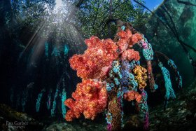 Blue Water Mangroves, Raja Ampat