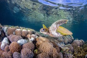 Green Turtle, Blue Water Mangroves, Raja Ampat