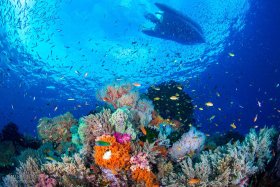 Coral Reef, Raja Ampat