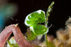 Phycocaris sp. 2 “Little Green Shrimp” with eggs. Photographed in Ambon, Indonesia.