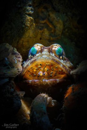 Male Banded Jawfish with Eggs, Blue Heron Bridge