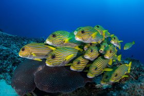 Sweetlips, Raja Ampat