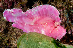 Colorful pink leaf scorpionfish - Taenianotus triacanthus. Photographed in Ambon, Indonesia.