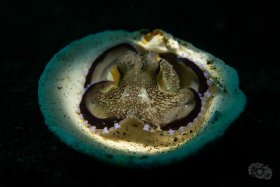 Coconut Octopus - Snooted, Lembeh Strait