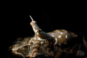 Wunderpus - Snooted, Lembeh Strait