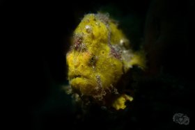 Juvenile Warty Frogfish - Snooted, Lembeh Strait
