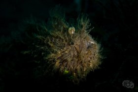 Hairy Frogfish - Snooted from the side, Lembeh Strait