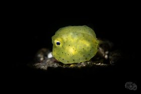 Juvenile Longhorn Cowfish - Snooted, Lembeh Strait