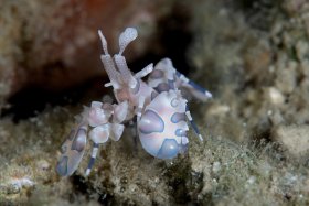 Harlequin Shrimp, Lembeh Strait