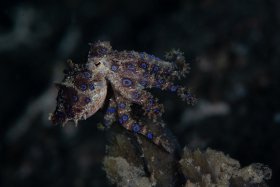Blue Ring Octopus, Lembeh Strait