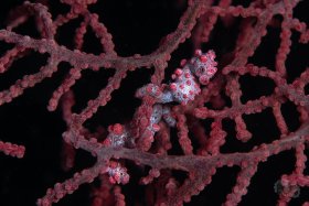 Pygmy Seahorse x2, Lembeh Strait