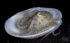 Coconut Octopus - Snooted, Lembeh Strait