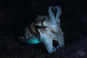 Cuttlefish, Lembeh Strait