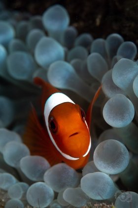 Juvenile Maroon Clownfish,  Lembeh Strait