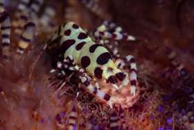 Coleman Shrimp, Lembeh Strait