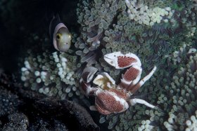 Porcelain Crab and Juvenile Clarkii Clownfish, Lembeh Strait