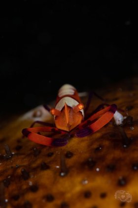 Emperor Shrimp, Lembeh Strait