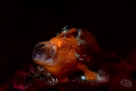 Juvenile Painted Frogfish - Snooted Lembeh, Strait