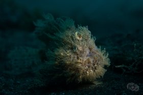 Hairy Frogfish - Snooted from the side, Lembeh Strait