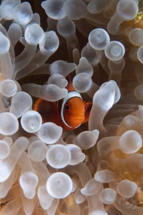 Juvenile Maroon Clownfish,  Lembeh Strait