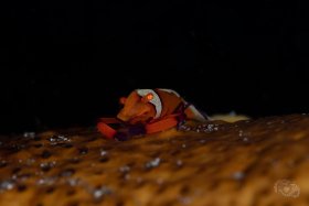 Emperor Shrimp,  Lembeh Strait