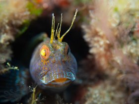 Blue Heron Blenny