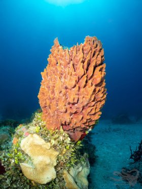 Bahamian Barrel Sponge