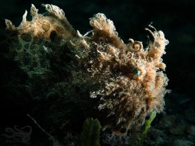 Hairy Muck Monster