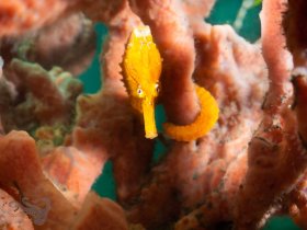 Secret Seahorse