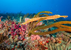 Trumpetfish - Colors of the Reef
