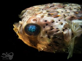 To See the World Through the Eyes of a Pufferfish