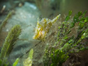Juvenile Filefish