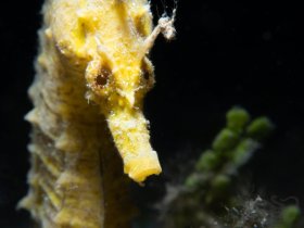 Seahorse at Night