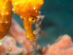 The Shy Seahorse
