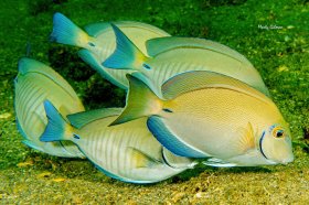 Doctorfish School