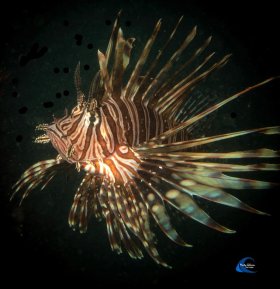 Lionfish Profile